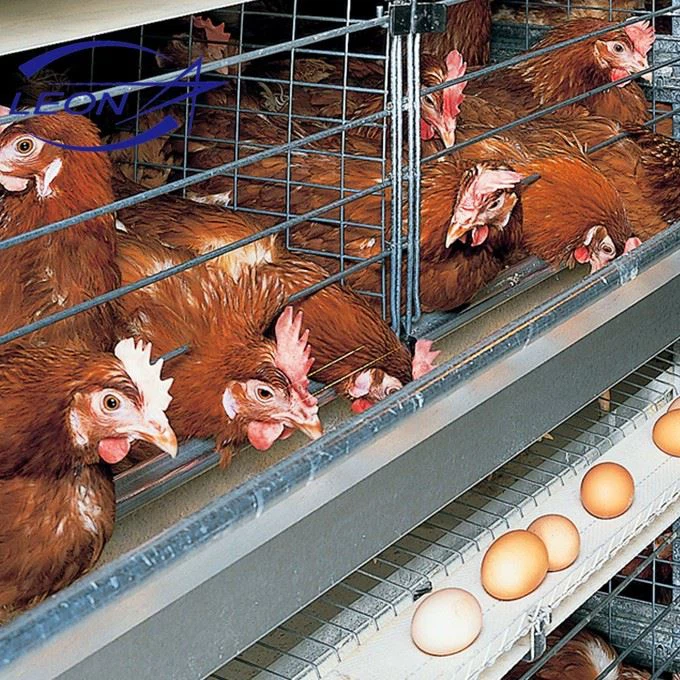 Full Automatic H Type Layer Cage System