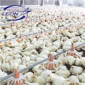 Automatické inteligentní řízené zařízení pro chov kuřat