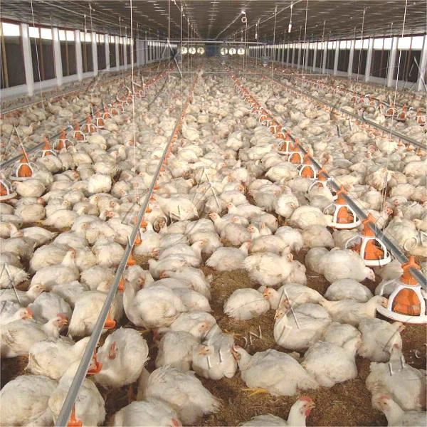 Complete Automatic Poultry Equipment
