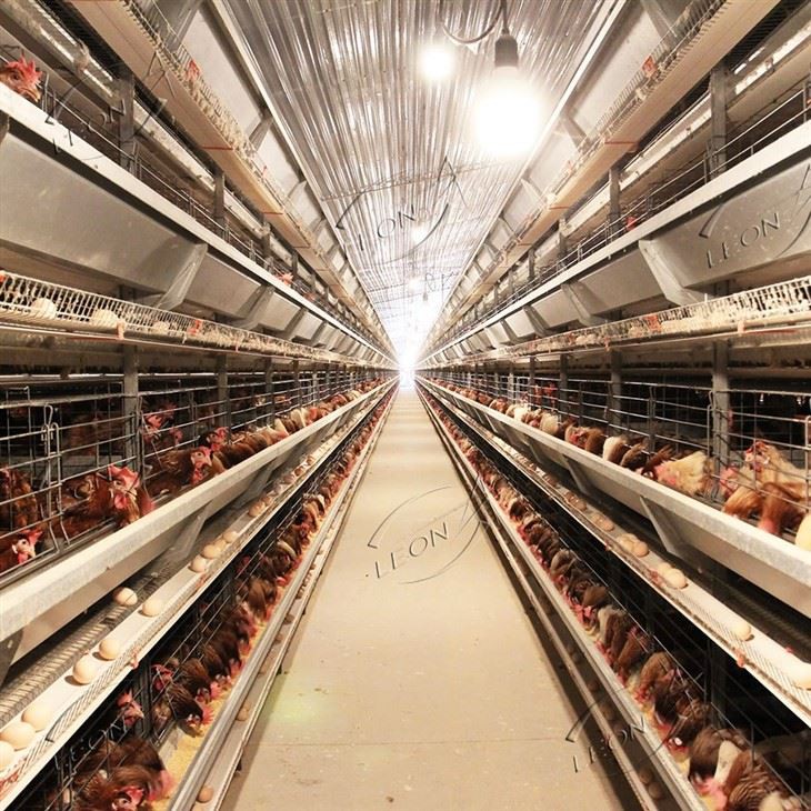 Automatic H Type Layer Chicken Battery Cages Automatic H Type Layer Chicken Battery Cages