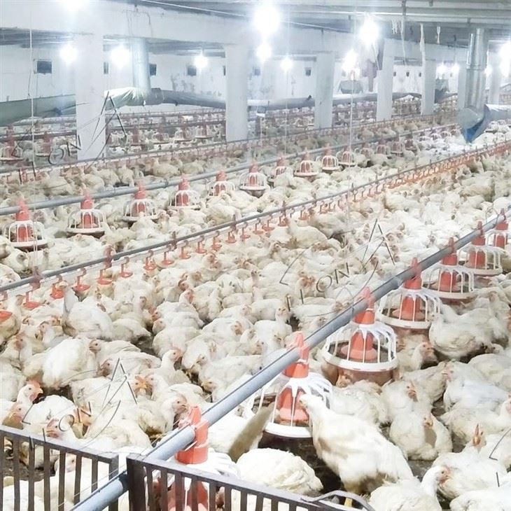 Broiler Chicken Raising System
