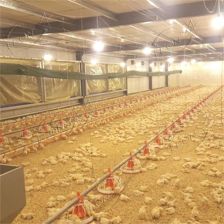 Broiler Chicken Raising System