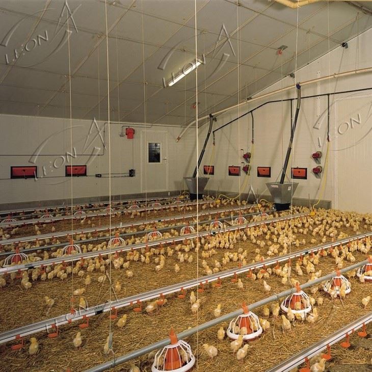Broiler Chicken Raising System