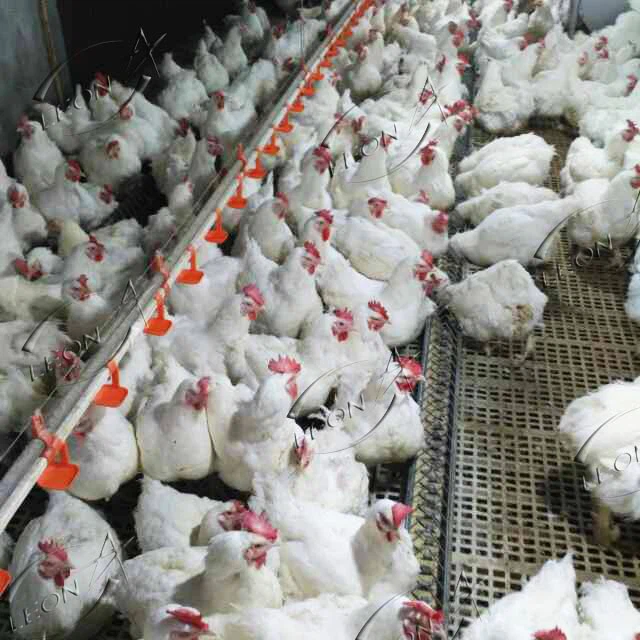 Plastic Slat Floor For Chicken Poultry Farm
